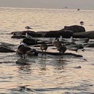 Meet your Posher, Ping